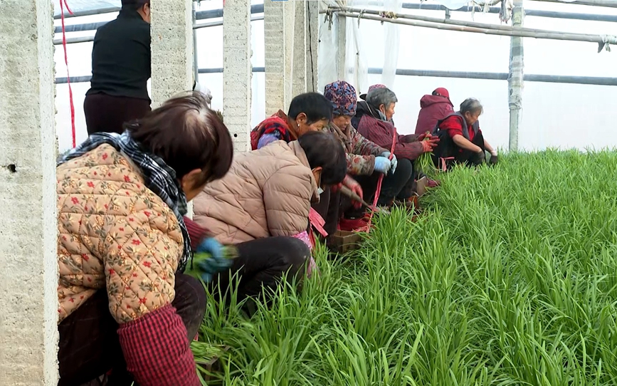 工人们正在采收韭菜。王亚坤摄